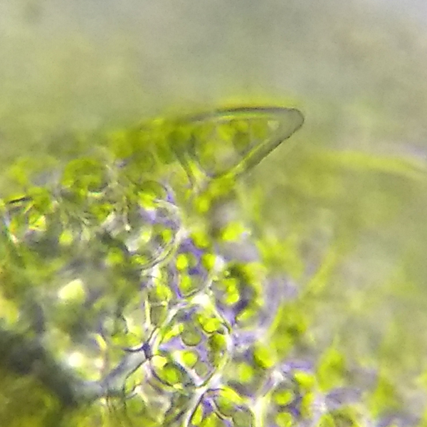 Atrichum angustatum
